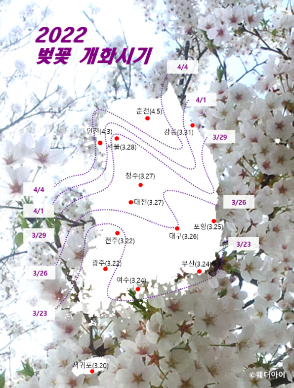 웨더아이 봄 벚꽃 개화 시기 예측