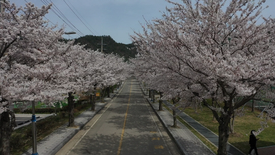 해남읍에서 대흥사로 이어진 벚꽃길이 시원한 느낌을 준다. /해남군 제공