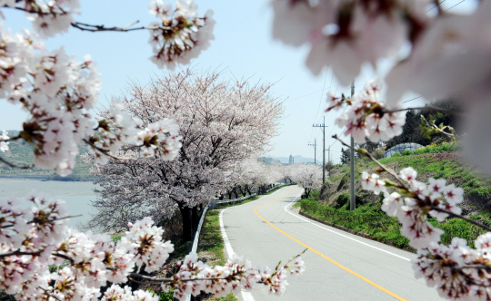 영광백수해안도로에 핀 벚꽃이 끝으로 향해가는 봄의 아쉬움을 달래고 있다. /영광군 제공