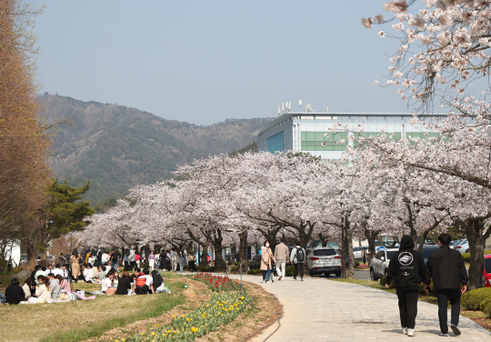 목포대학교 교정안에 많은 대학생과 방문객들이 벚꽃나무 사이를 걸으며 봄을 느끼고 있다. /무안군 제공