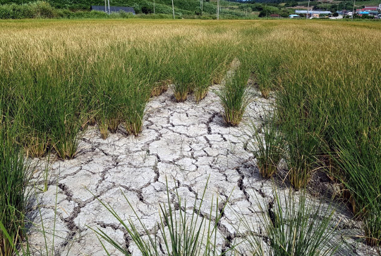 계속되는 가뭄으로 인해 바닥이 쩍쩍 갈라진 논의 모습. /남도일보 DB