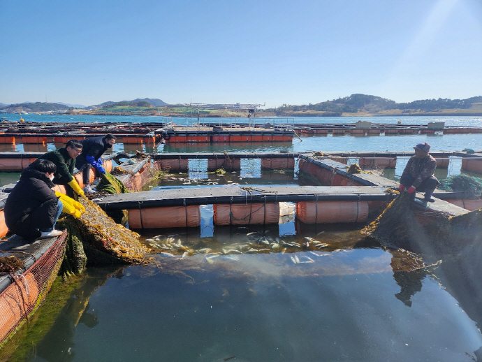 지난달 30일부터 여수해역 가두리 양식장에서 집단폐사된 물고기. /여수시 제공