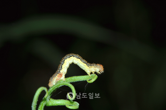 참나무겨울가지나방애벌레(2014년 5월 5일, 불갑산)