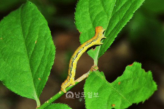 참나무겨울가지나방애벌레(2014년 5월 6일,추월산)