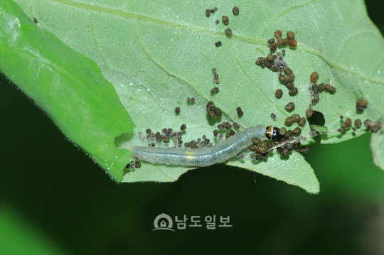 번개무늬잎말이나방애벌레(2018년 6월 13일, 노고단)