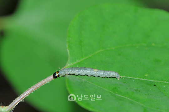 번개무늬잎말이나방애벌레(2018년 6월 13일, 노고단)