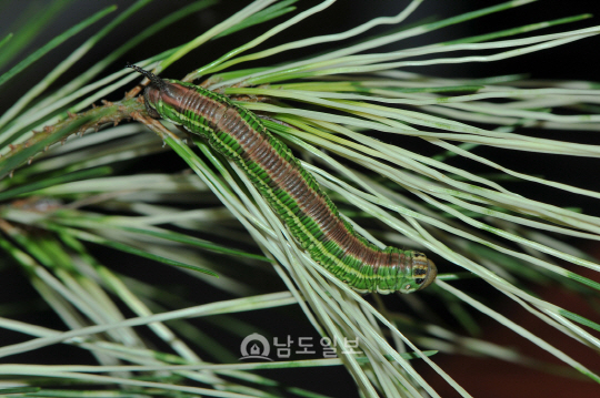 솔박각시 애벌레(2016년 9월 1일, 나주산림자원연구소)
