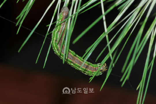 솔박각시 애벌레(2016년 9월 1일, 나주산림자원연구소)
