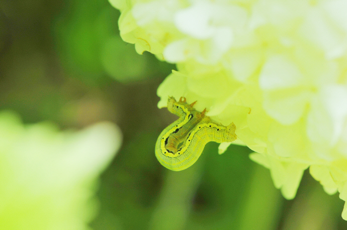 금빛겨울가지나방 애벌레(2015년 5월 17일, 추월산)
