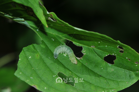 쌍점줄갈고리나방애벌레(2015년 8월 29일, 용추폭포)