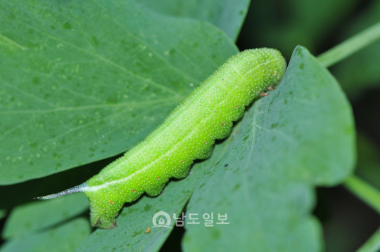 검정황나꼬리박각시 애벌레( 2018년 8월 4일, 장항마을)
