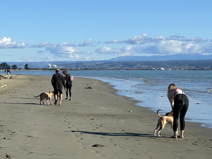 개와 해변 산책
