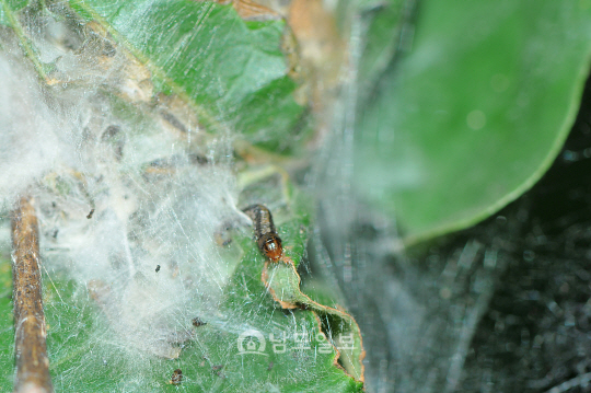 녹색집명나방 애벌레(2018년 8월 21일, 뱀사골)
