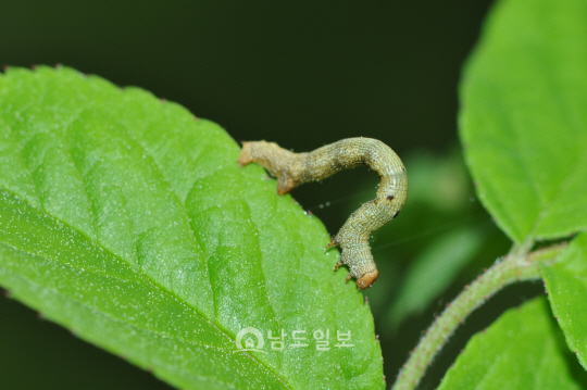 흰점세줄가지나방 애벌레(2017년 5월 4일, 병풍산)
