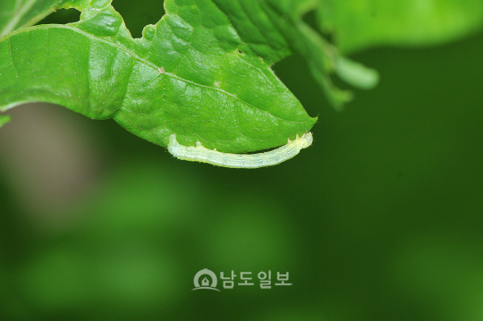 검은점겨울자나방 애벌레(2019년 5월 1일, 용추폭포)