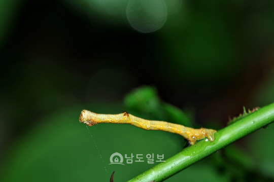 네눈가지나방 애벌레(2020년 8월 29일, 용추폭포)