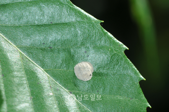 깜둥이수염나방 애벌레(2019년 9월 13일, 금성산성)