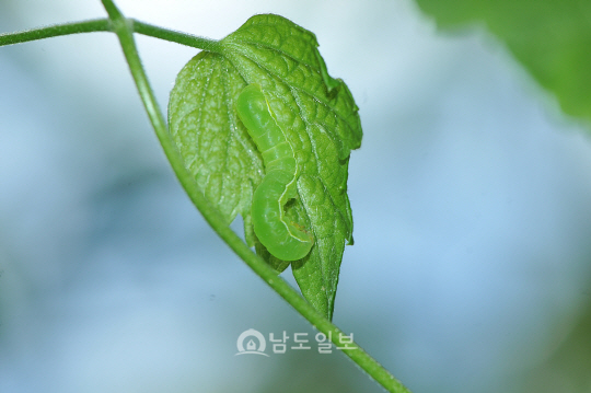 이른봄밤나방 애벌레(2018년 4월 25일, 용추폭포)