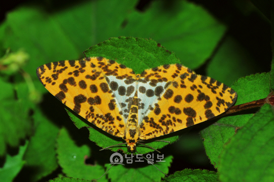 노랑날개무늬가지나방(2014년 7월 12일, 오도재)