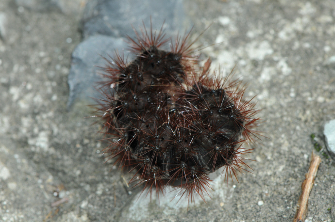 흰무늬왕불나방 애벌레(2016년 7월 23일, 칠불사)