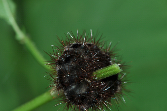 흰무늬왕불나방 애벌레(2016년 7월 23일, 칠불사)
