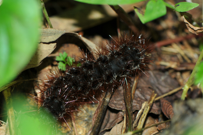 흰무늬왕불나방 애벌레(2016년 7월 23일, 칠불사)