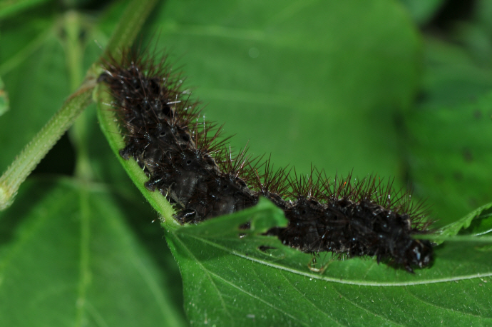 흰무늬왕불나방 애벌레(2016년 7월 23일, 칠불사)