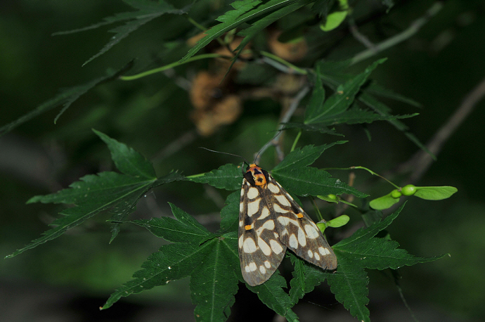 흰무늬왕불나방(2018년 8월 8일, 약사사)