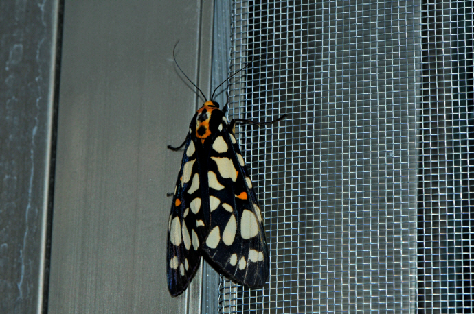 흰무늬왕불나방(2024년 8월 1일,  영인면)