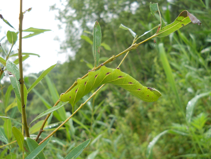 뱀눈박각시 애벌레