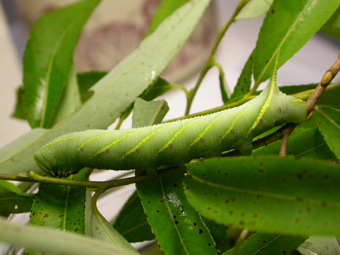 뱀눈박각시 애벌레