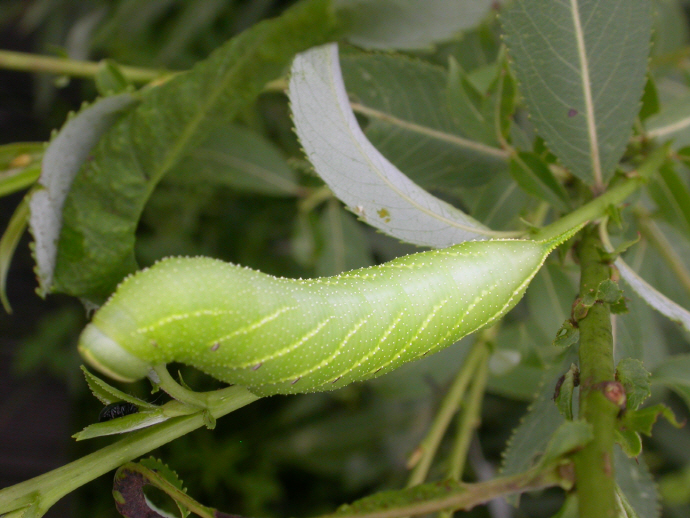 뱀눈박각시 애벌레