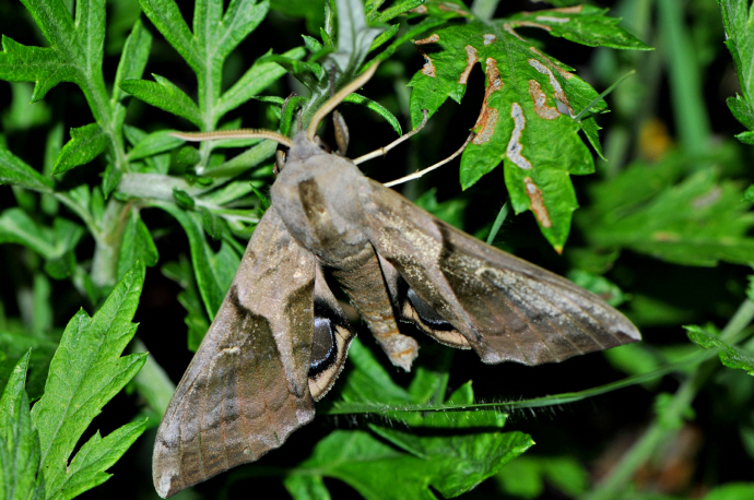 뱀눈박각시(2024년 8월 4일, 영인면)