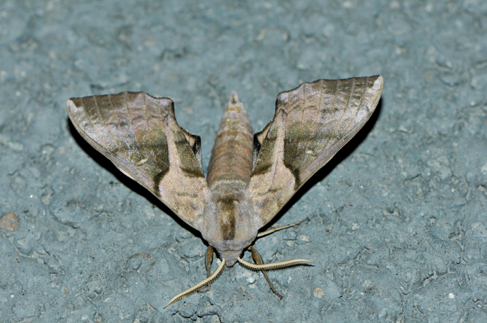 뱀눈박각시(2024년 8월 4일, 영인면)