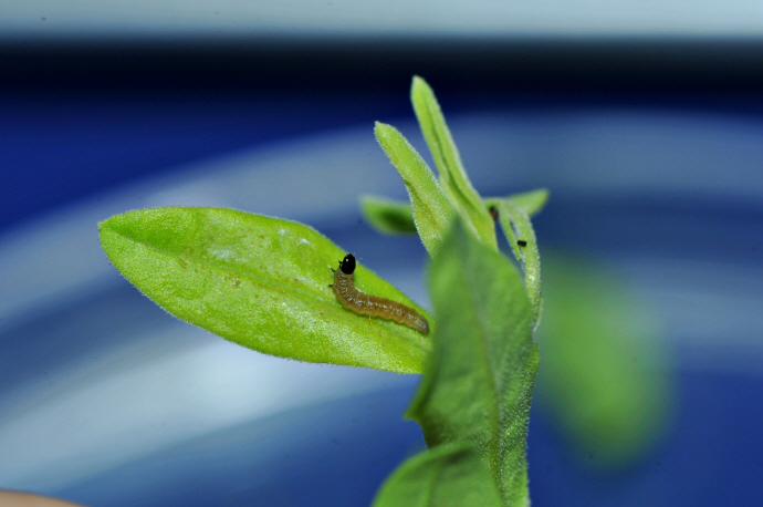 매실애기잎말이나방 애벌레(2024년 8월 7일, 영인면)