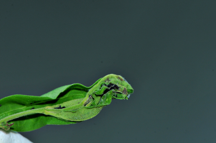 쥐똥나무(2024년 8월 11일, 영인면)