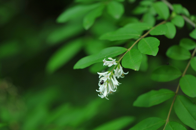 쥐똥나무(2018년 5월 29일, 제2수원지)