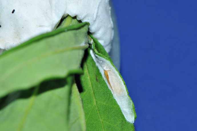 매실애기잎말이나방 번데기(2024년 8월 13일, 영인면)