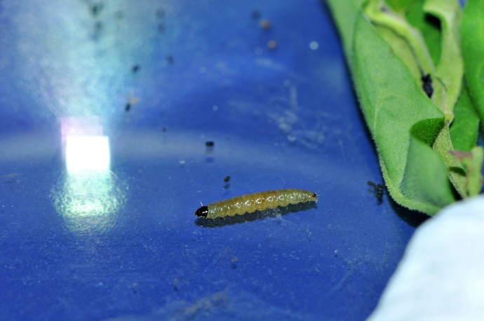 매실애기잎말이나방 애벌레(2024년 8월 11일, 영인면)