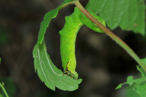 머루박각시 애벌레(2019년 8월 11일, 뱀사골)