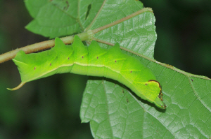 머루박각시 애벌레(2019년 8월 11일, 뱀사골)
