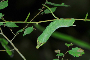머루박각시 애벌레(2018년 7월 14일, 남창계곡)