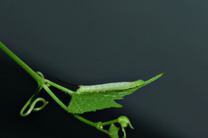 줄박각시 애벌레(2024년 7월 22일, 영인면)