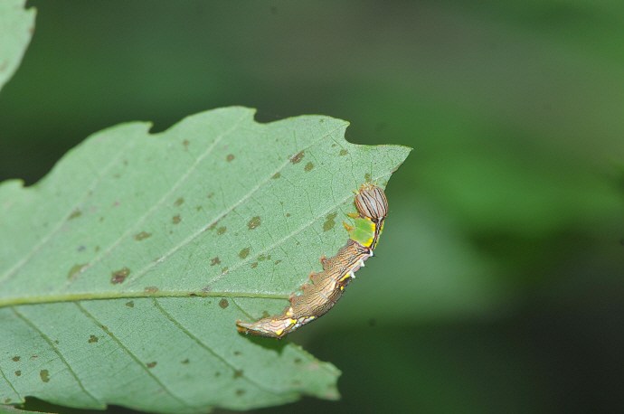 밤나무재주나방 애벌레(2019년 8월 11일,  뱀사골)
