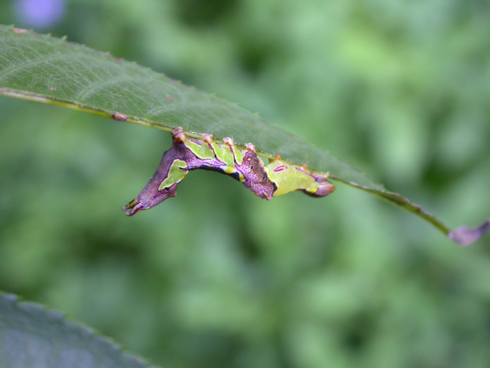 먹무늬은재주나방 애벌레