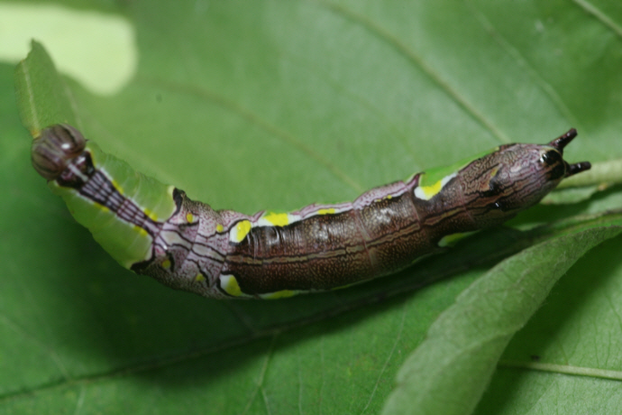 먹무늬은재주나방 애벌레