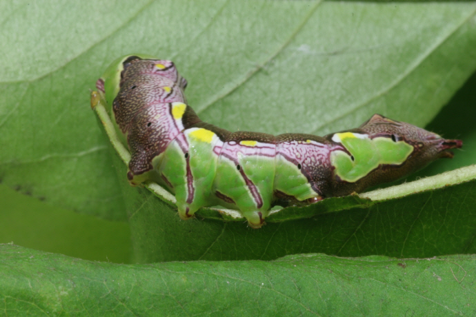 먹무늬은재주나방 애벌레