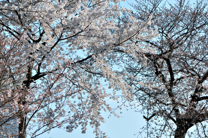 벚나무(2020년 3월 27일,  광주천)