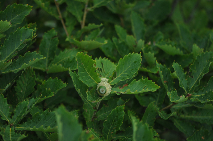 신갈나무(2015년 9월 12일, 거망산)