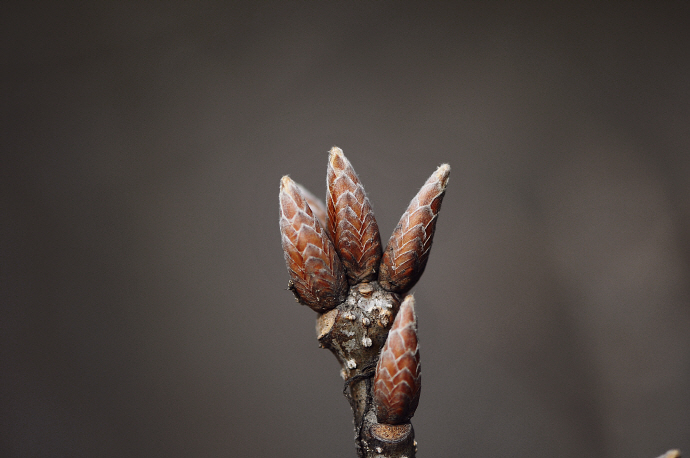 신갈나무겨울눈(2014년 3월 9일, 보성칼바위)